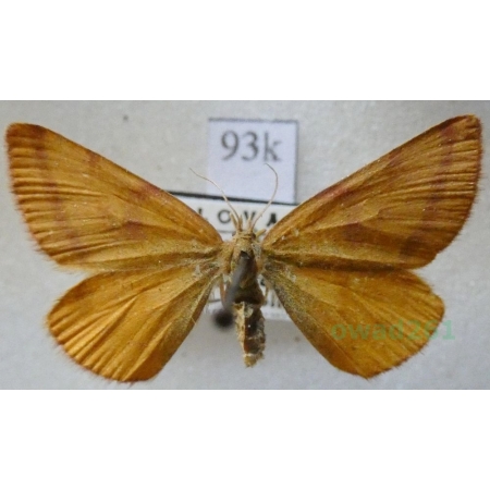Lythria purpuraria (Linnaeus, 1758) Sudamek purpurek Slovakia93k